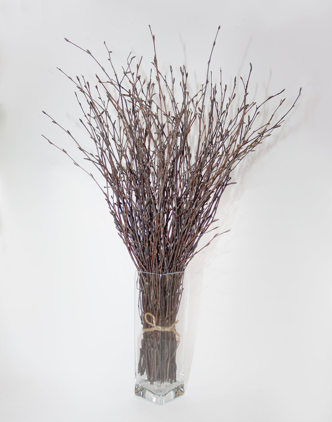 ECOVENIK 50 psc. Birch Twigs - 100% Natural Decorative Birch Branches for Vases, Centerpieces & DIY Crafts - Birch Sticks for Decorating